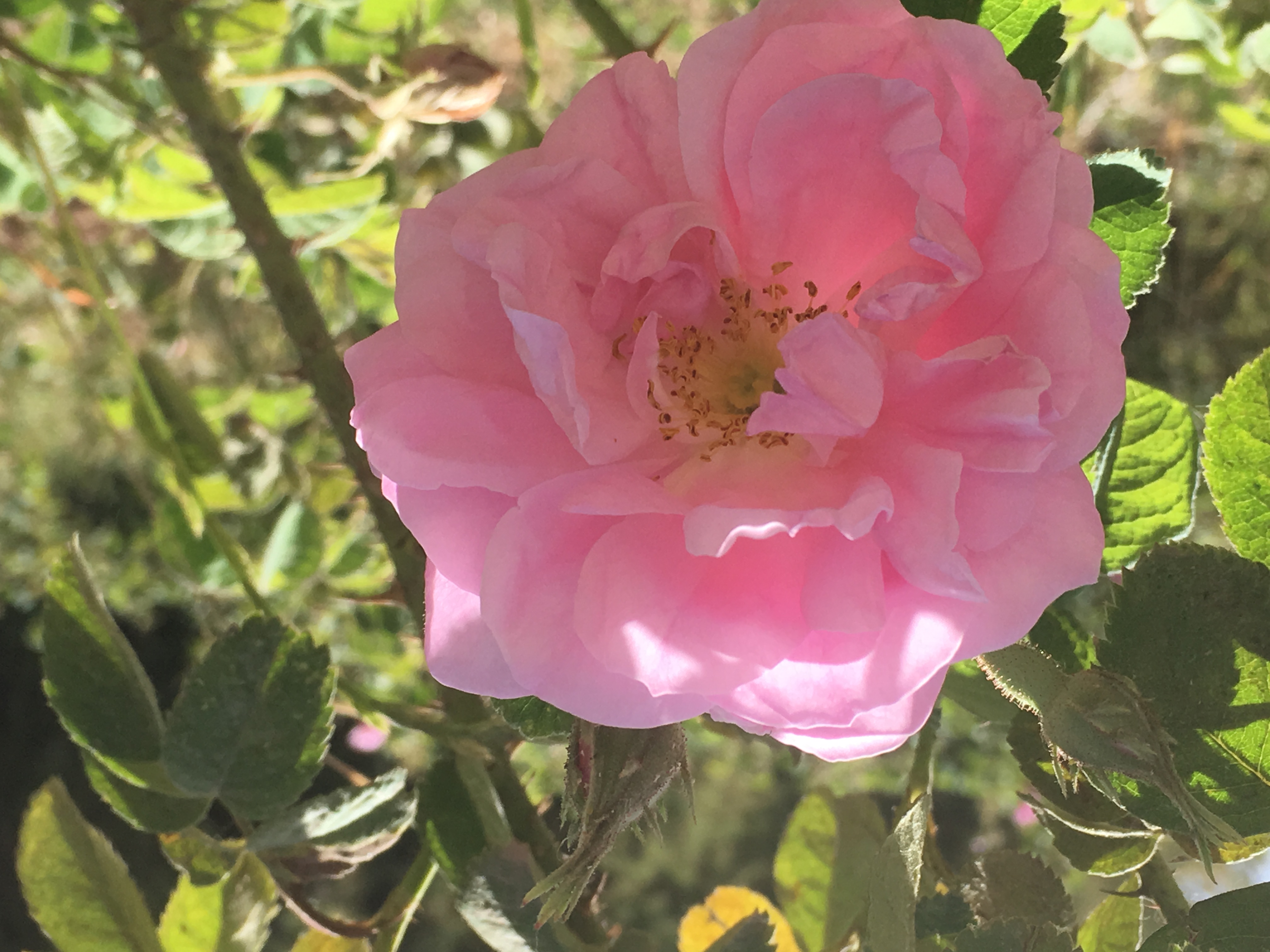 Partir à la rencontre des femmes qui distillent l'huile essentielle de rose pour nous faire voyager dans les profondeurs de votre féminin sacré. 